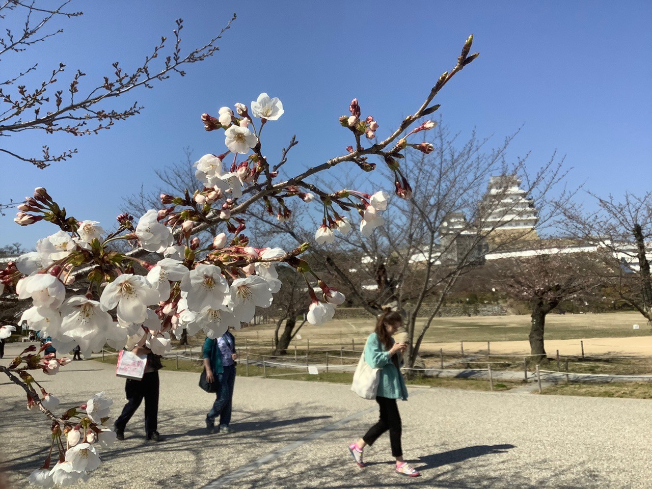 姫路城の桜が咲き始めました。2020年3月26日現在。